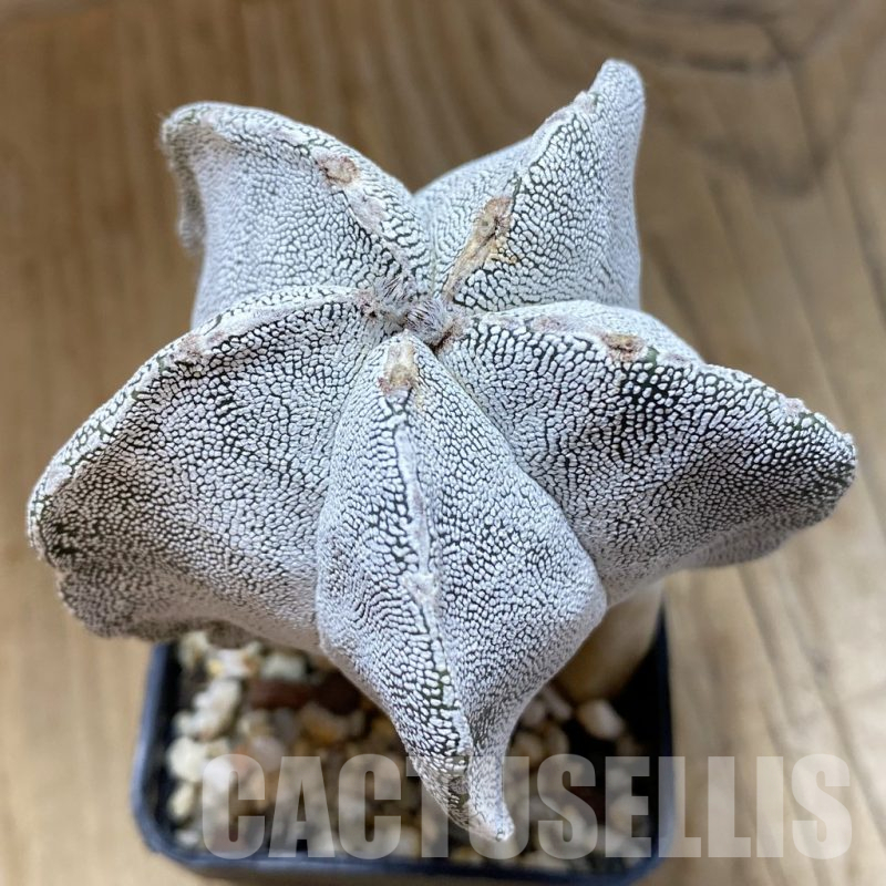 SH14818 Astrophytum myriostigma ‘Onzuka’