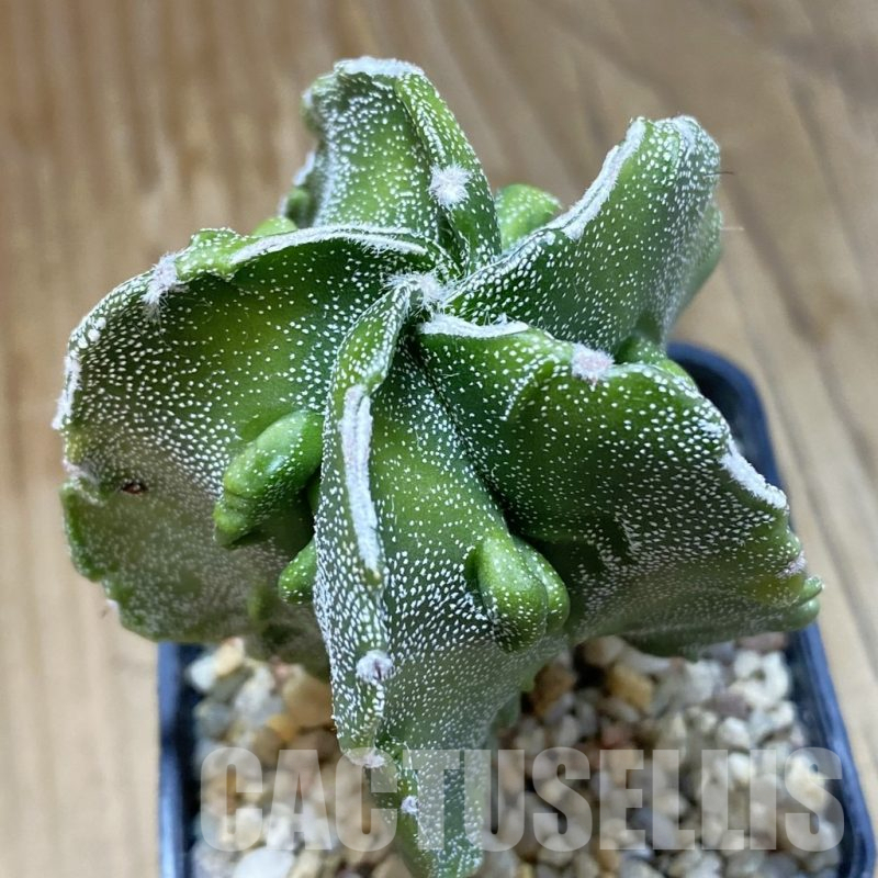 SH14819 Astrophytum myriostigma ‘Fukuryu’