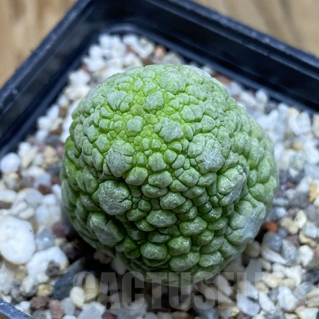 SH14779 Pseudolithos migiurtinus
