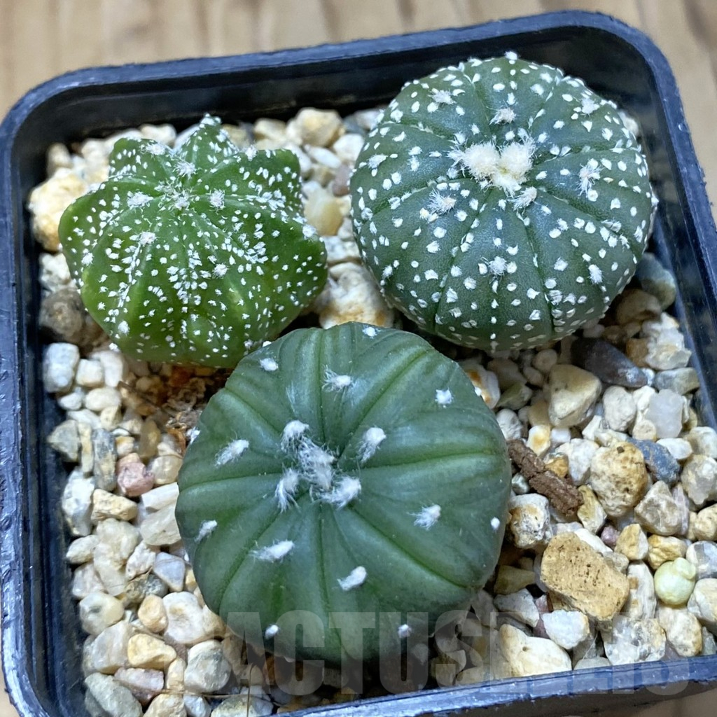 SH14824 Astrophytum asterias mix, 3 plants