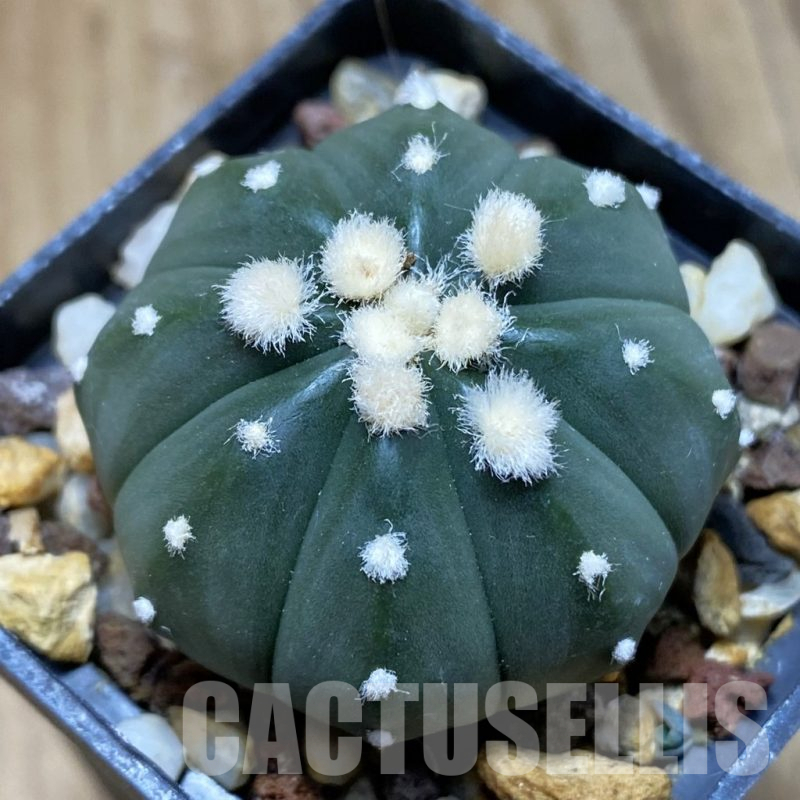 SH14825 Astrophytum asterias ‘Ooibo’ hybrid