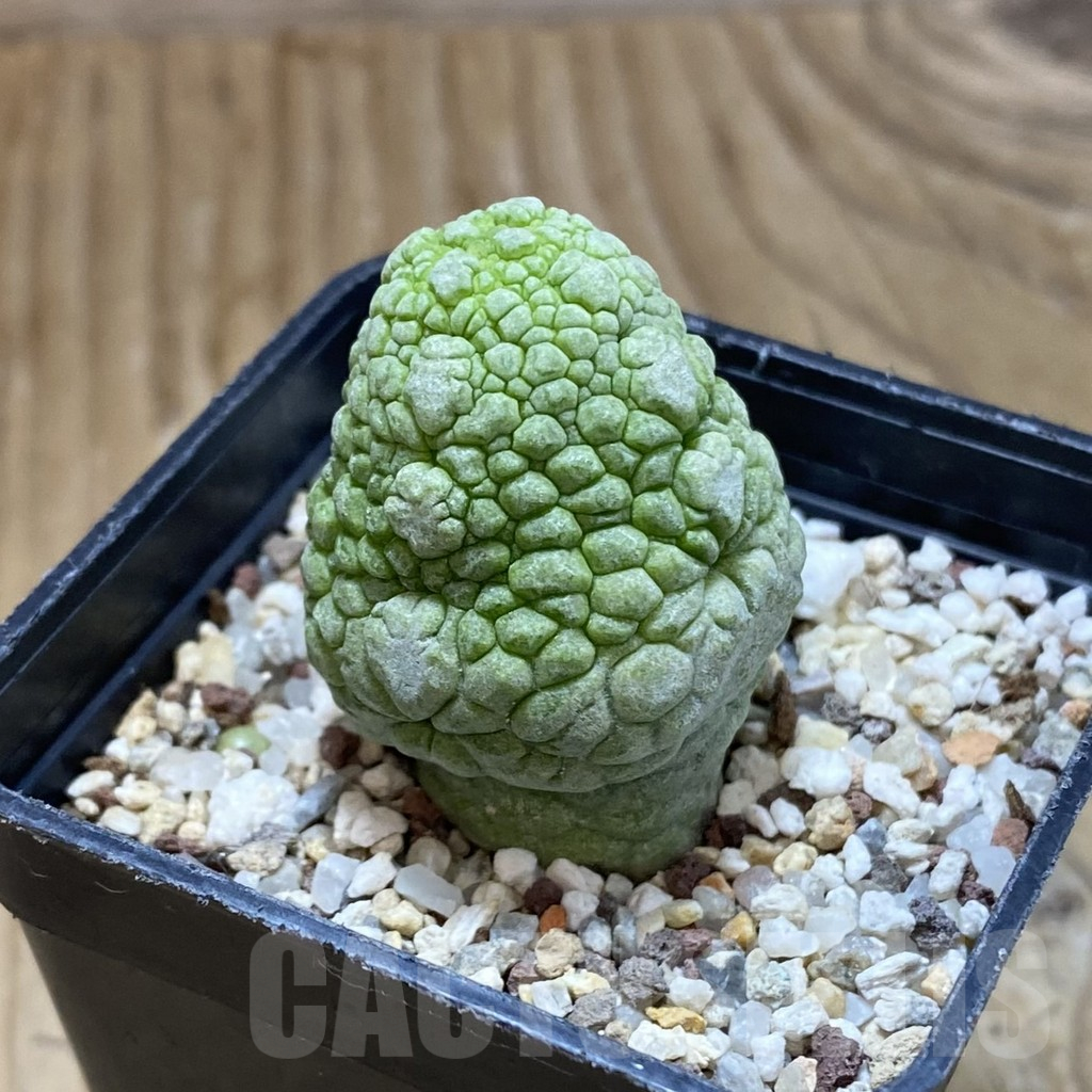 SH14779 Pseudolithos migiurtinus - Image 2