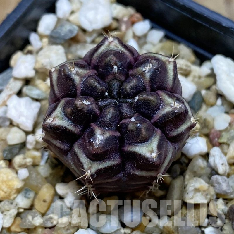 SH14780 Gymnocalycium mihanovichii ‘Day Dream’, seedling