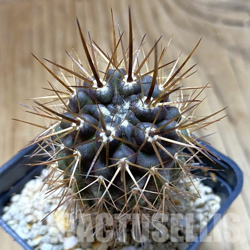 SH14833 Eriosyce curvispina