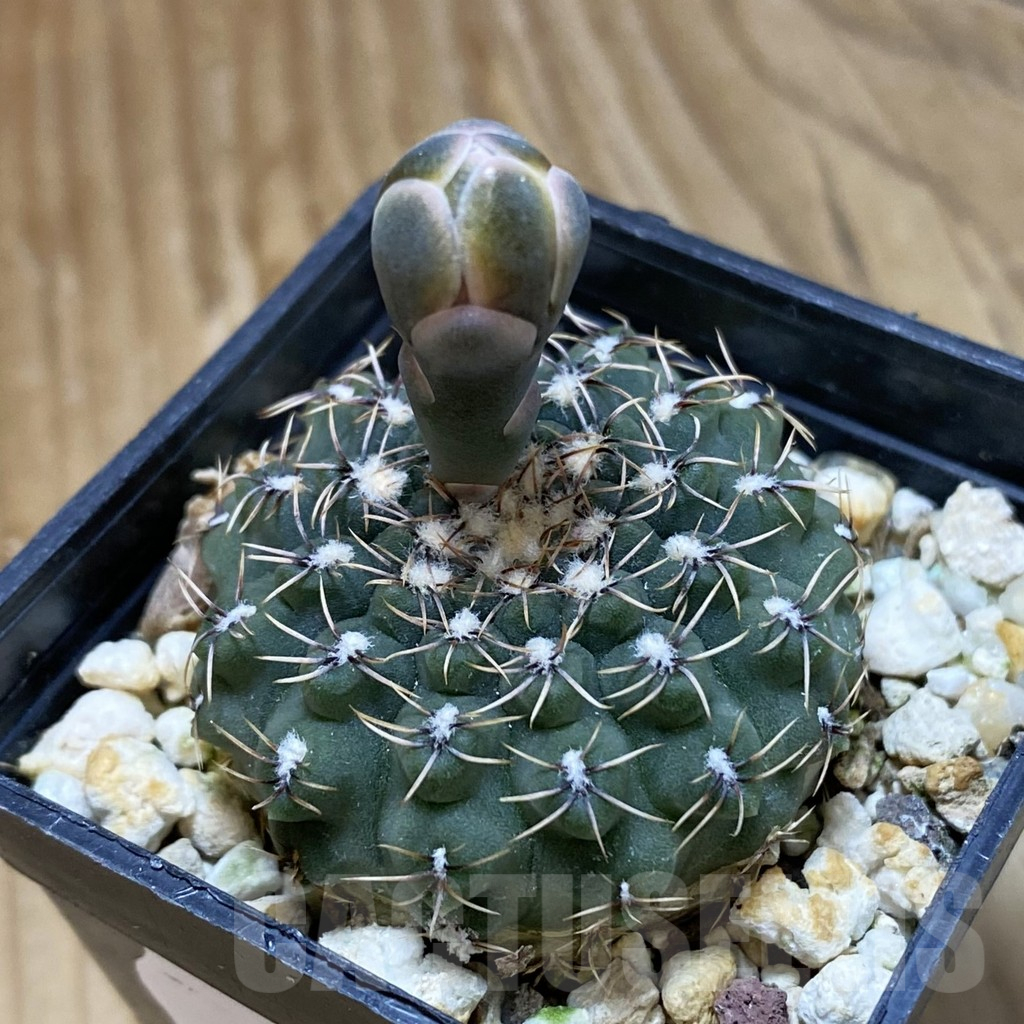 SH14837 Gymnocalycium stellatum v. zantnerianum VG 342