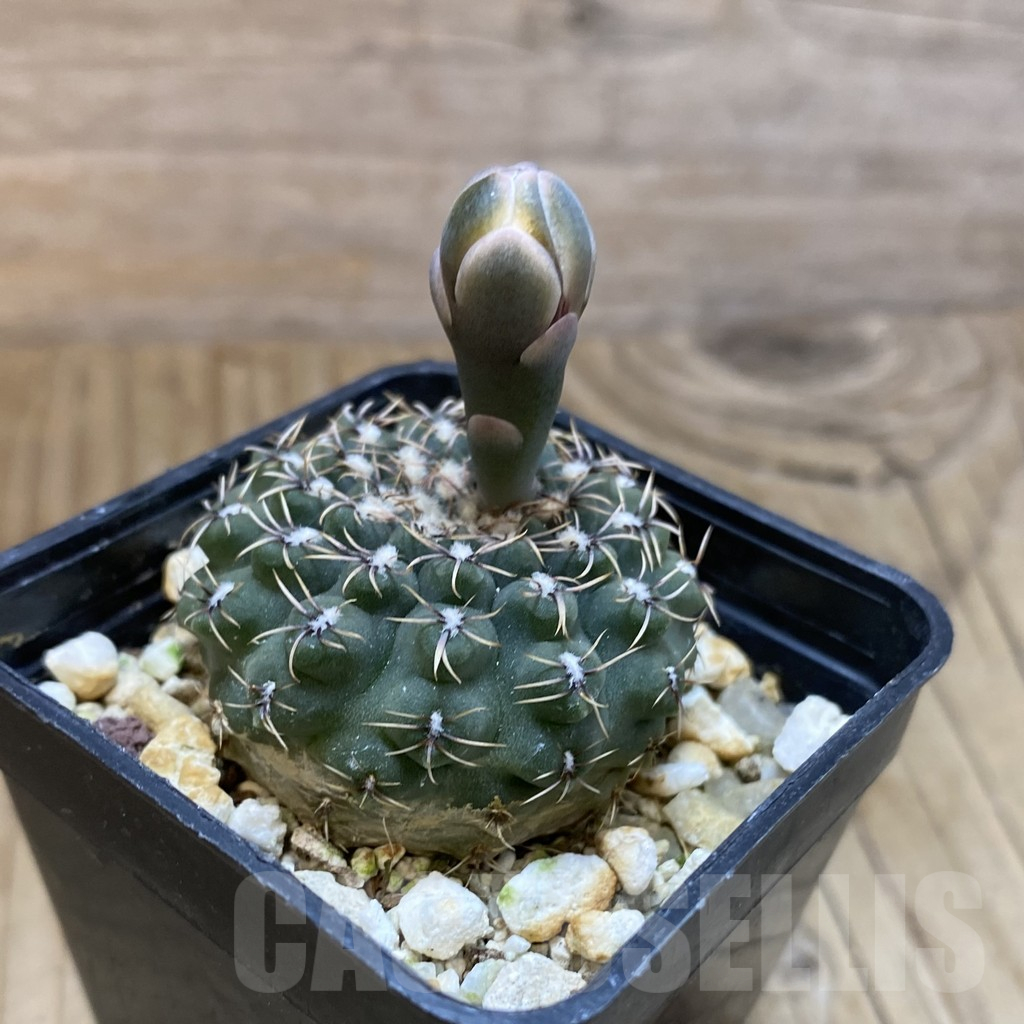 SH14837 Gymnocalycium stellatum v. zantnerianum VG 342 - Obrázek 2