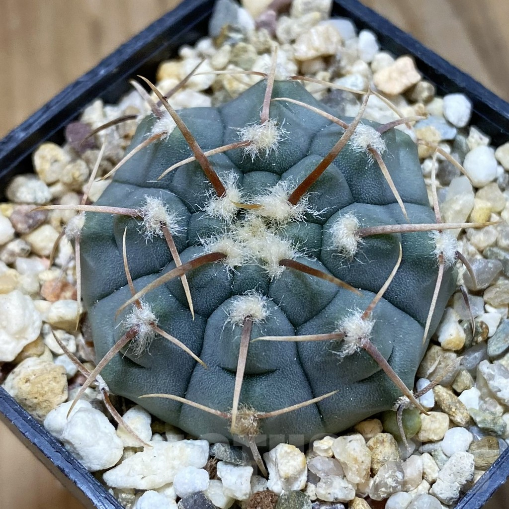 SH14838 Gymnocalycium vatteri, selection