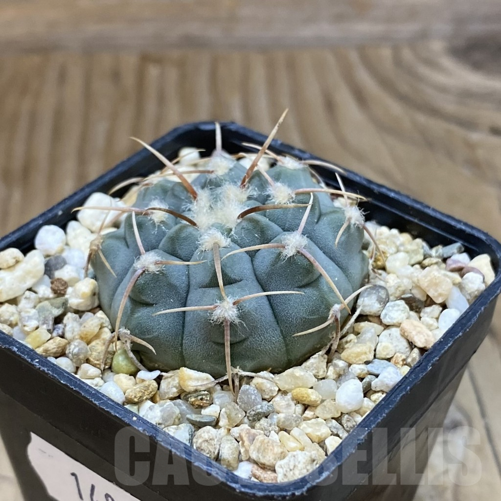 SH14838 Gymnocalycium vatteri, selection - Obrázek 2