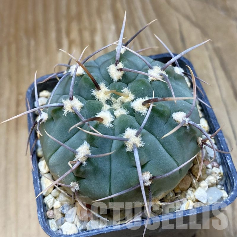 SH14839 Gymnocalycium vatteri, selection