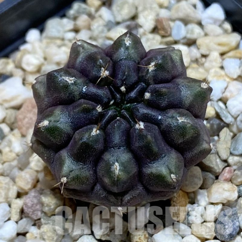 SH14781 Gymnocalycium mihanovichii ‘Day Dream’, seedling