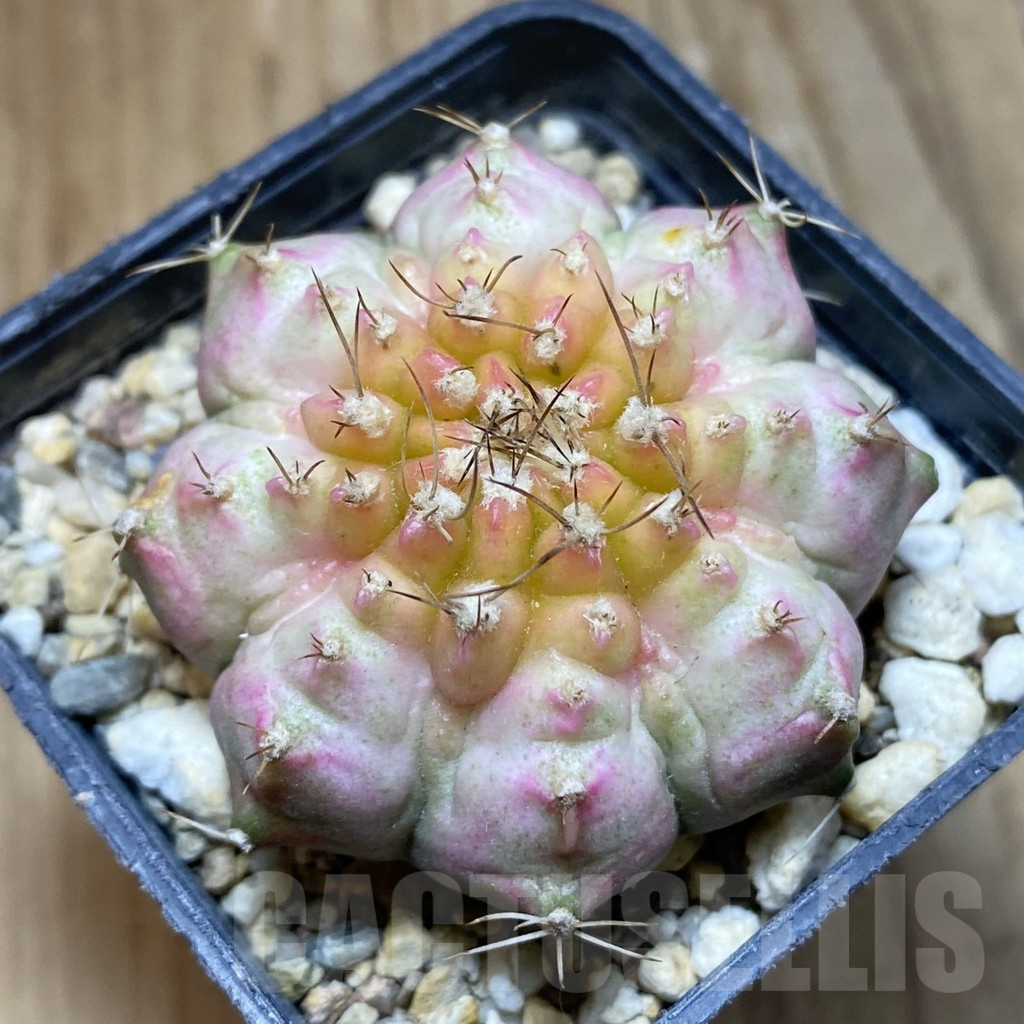 SH14782 Gymnocalycium mihanovichii ‘Neon Pink’