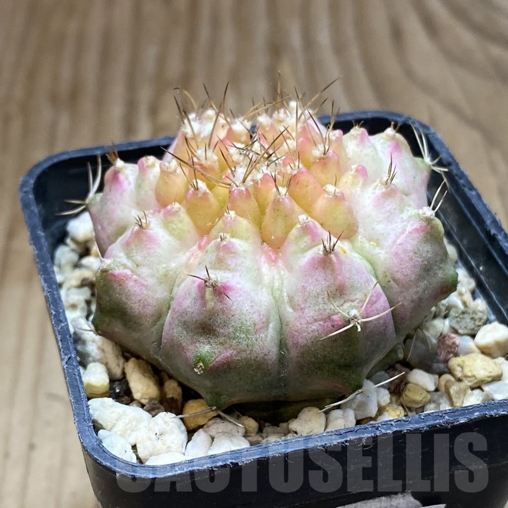 SH14782 Gymnocalycium mihanovichii ‘Neon Pink’ - Image 2