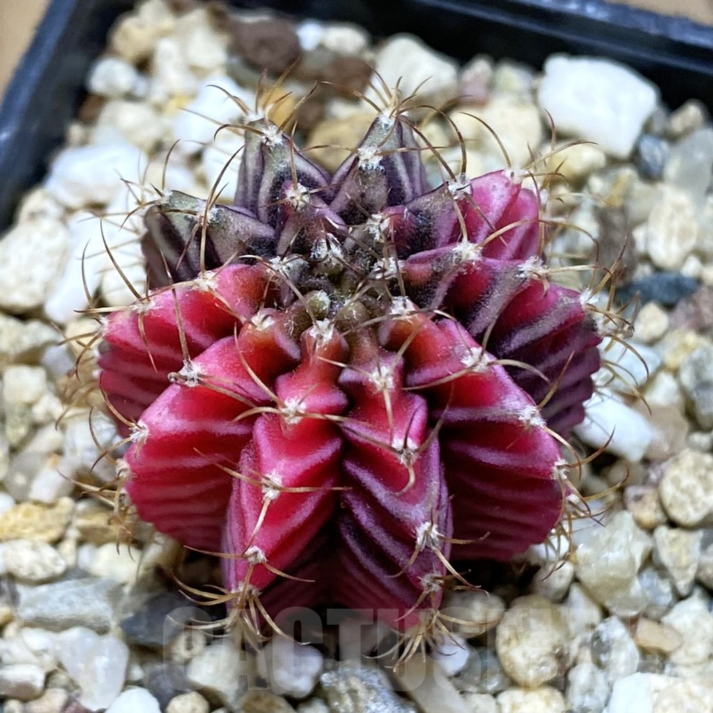 SH14783 Gymnocalycium mihanovichii f. variegata, seedling