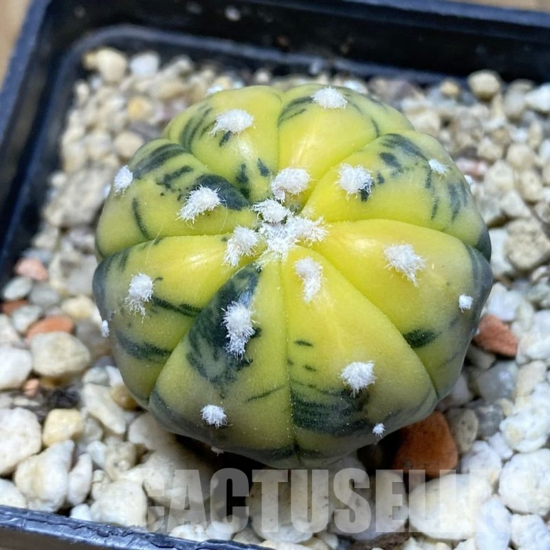 SH14784 Astrophytum asterias ‘Purple Skin’ f. variegata