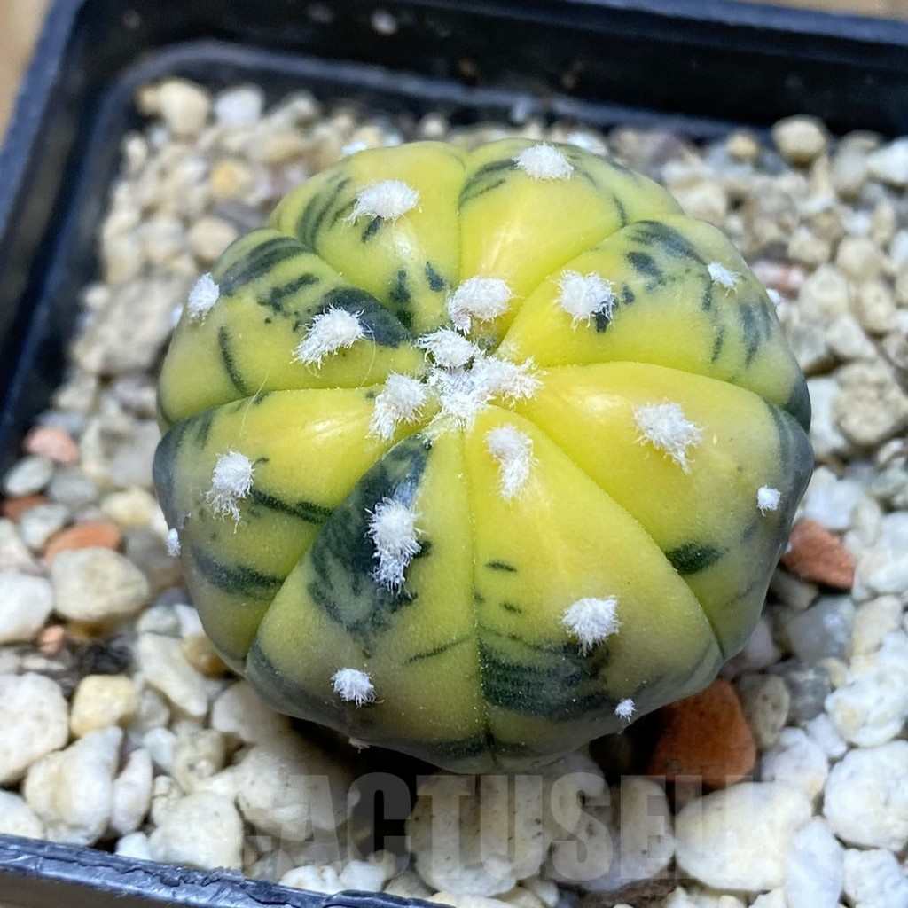 SH14784 Astrophytum asterias ‘Purple Skin’ f. variegata