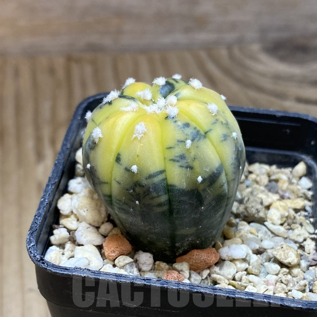 SH14784 Astrophytum asterias ‘Purple Skin’ f. variegata - immagine 2