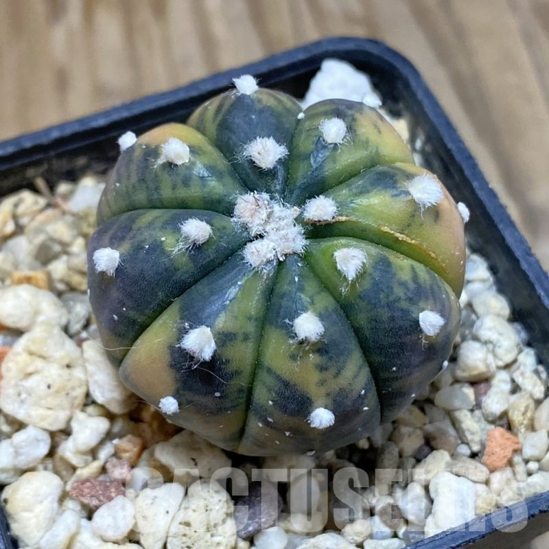 SH14785 Astrophytum asterias ‘Purple Skin’ f. variegata
