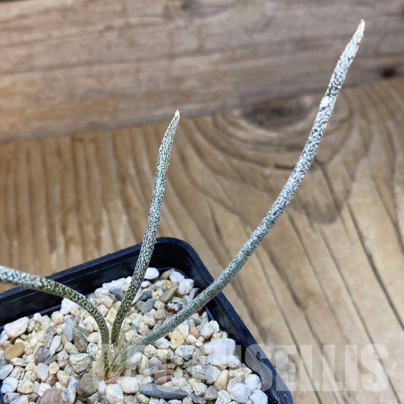 SH14786 Astrophytum caput-medusae, seedling