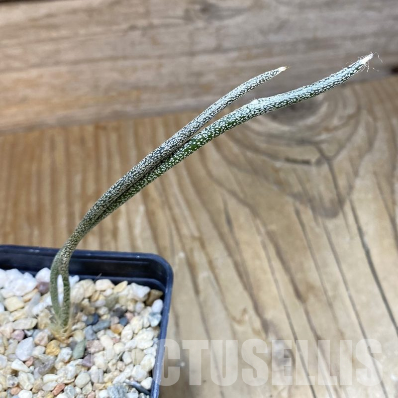 SH14787 Astrophytum caput-medusae, seedling
