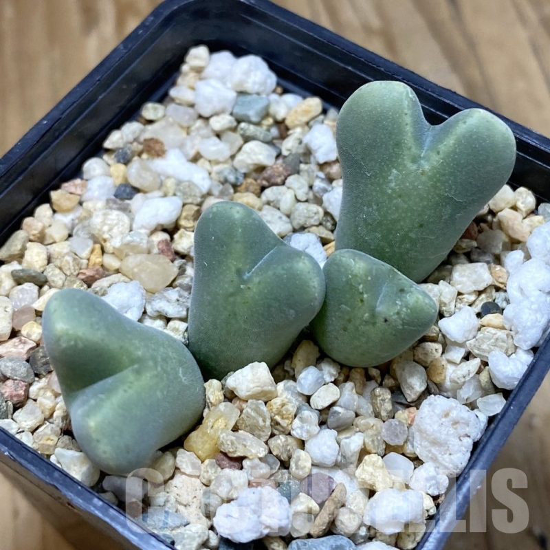 SH14789 Conophytum obscurum CR 1255