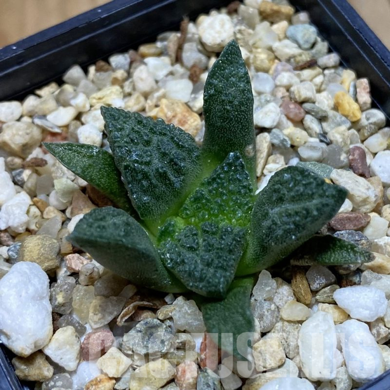 SH14790 Ariocarpus fissuratus ‘Godzilla’ hybrid, seedling