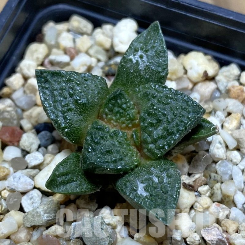 SH14791 Ariocarpus fissuratus ‘Godzilla’ hybrid, seedling