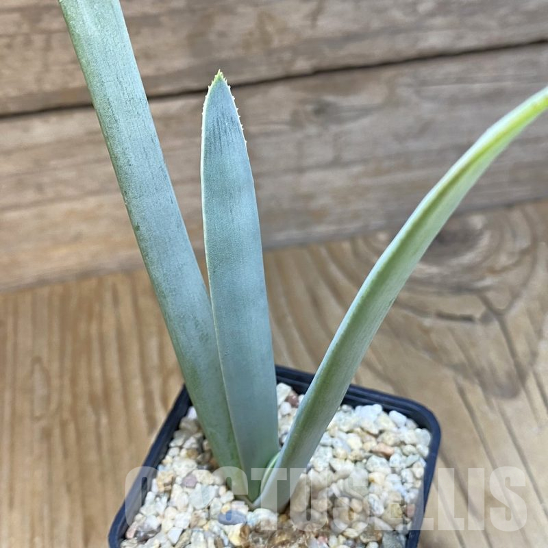 SH14792 Aloe plicatilis