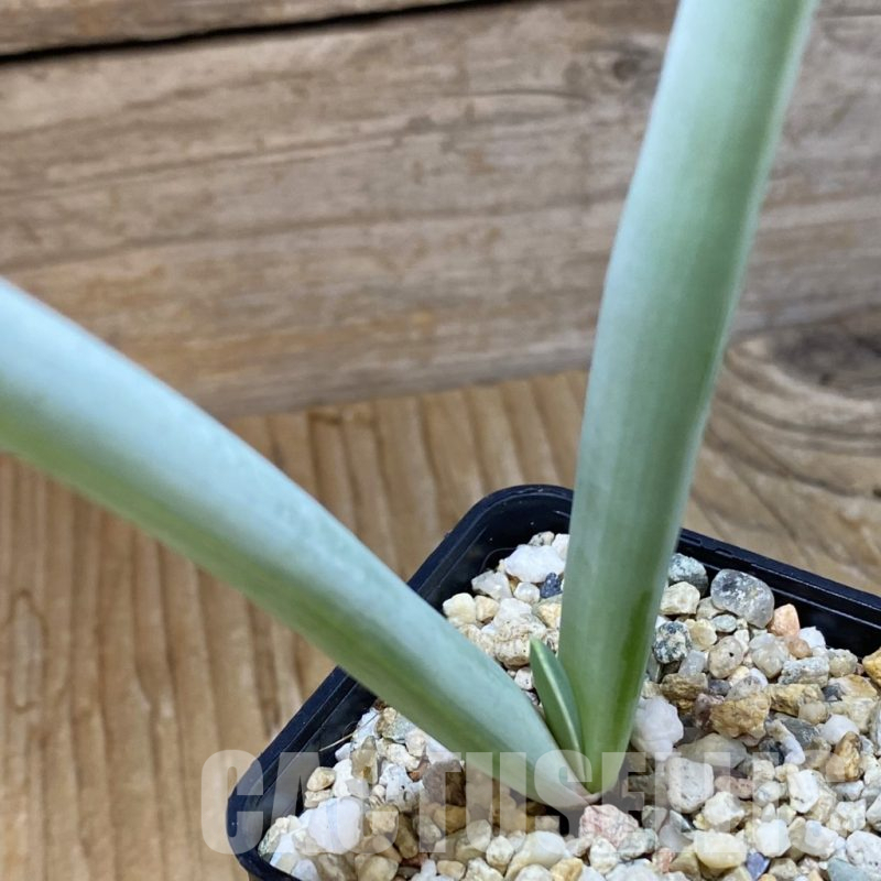SH14793 Aloe plicatilis