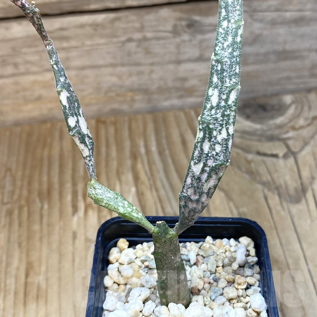 SH14796 Euphorbia platyclada