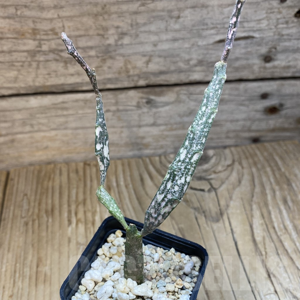 SH14796 Euphorbia platyclada - Image 2