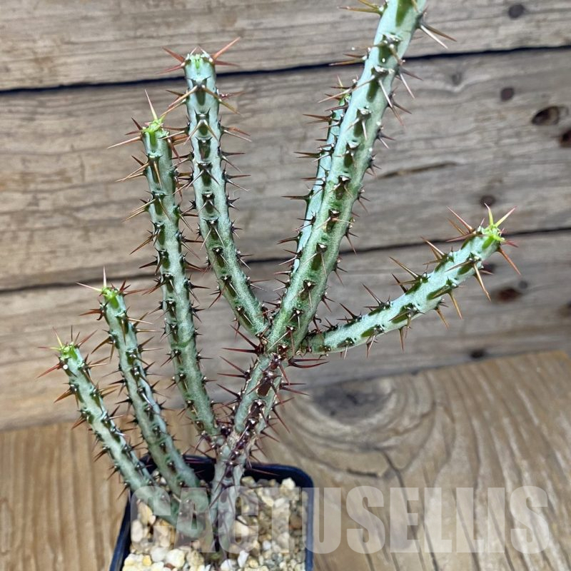 SH14797 Euphorbia aeruginosa