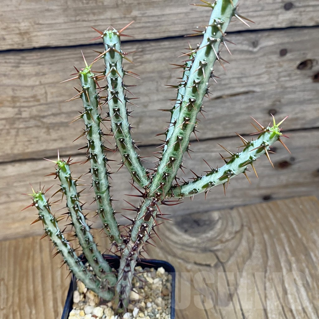 SH14797 Euphorbia aeruginosa