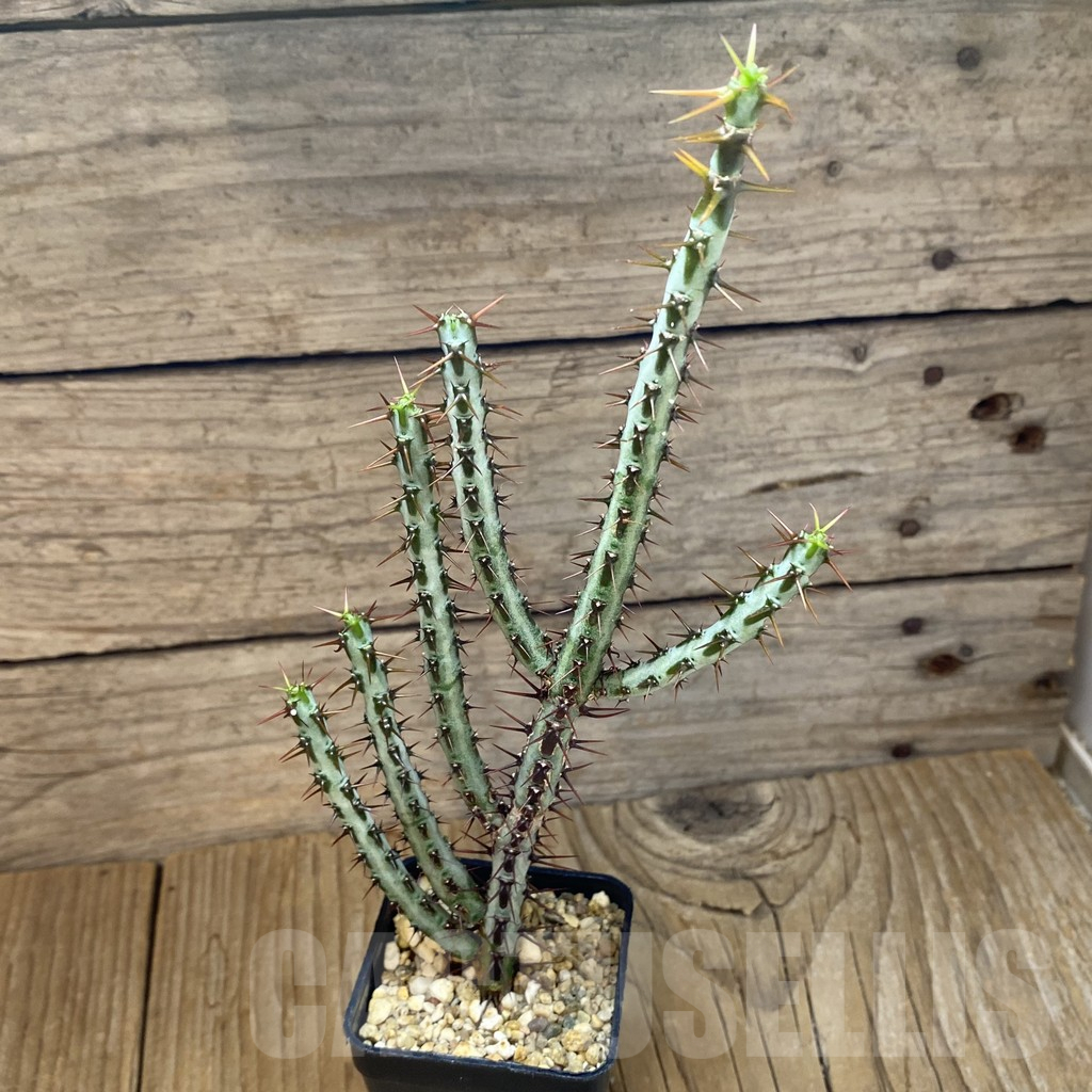 SH14797 Euphorbia aeruginosa - Obrázek 2