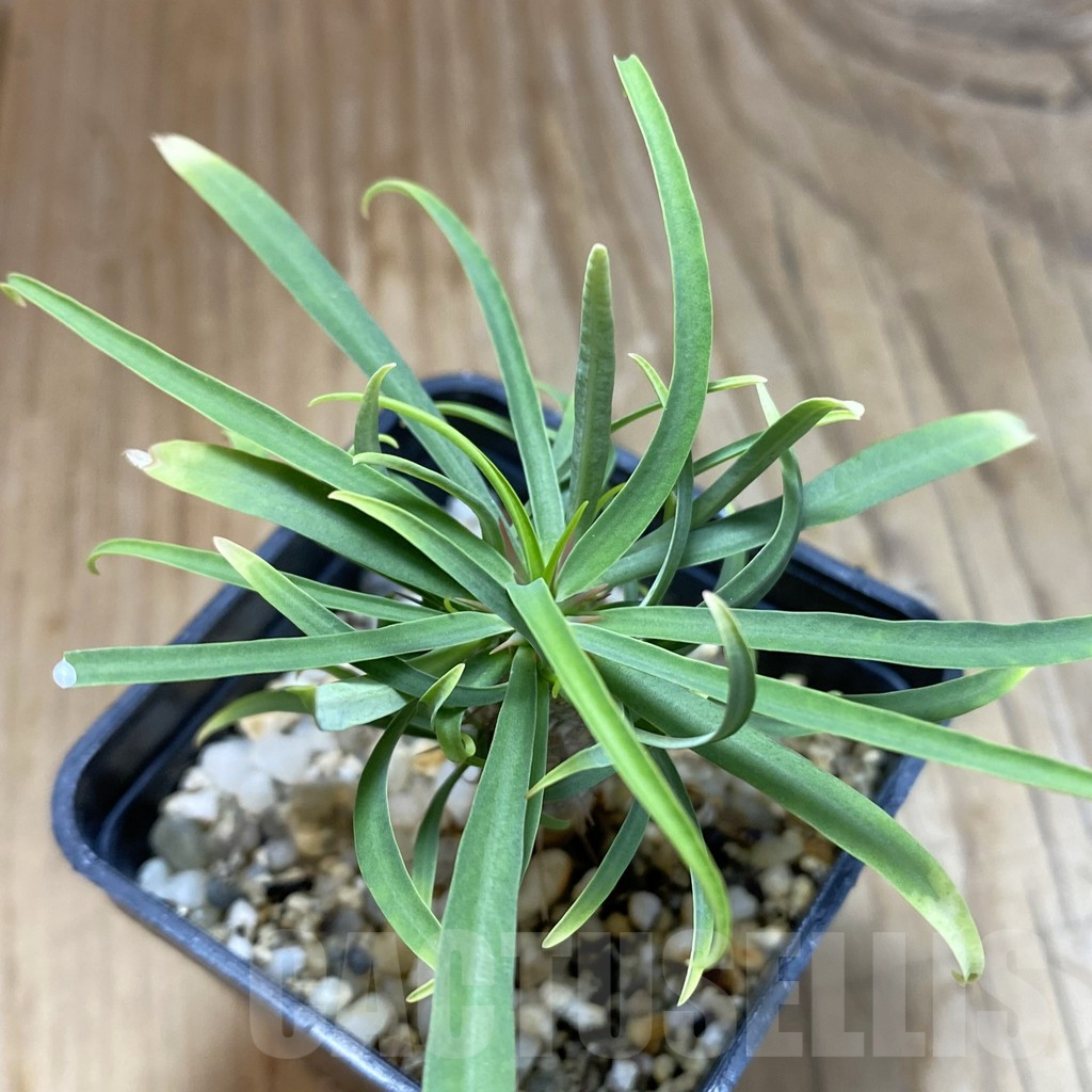 SH14799 Euphorbia gottlebei