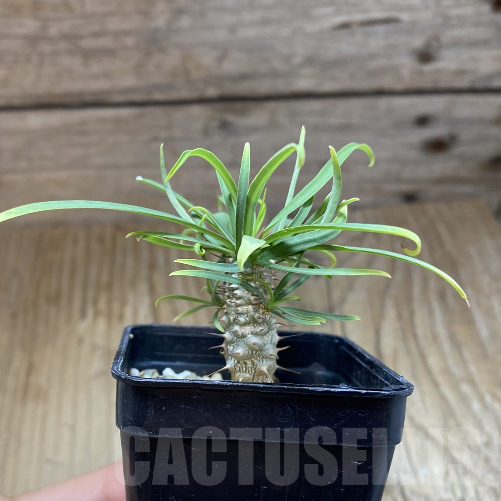 SH14799 Euphorbia gottlebei - Image 2