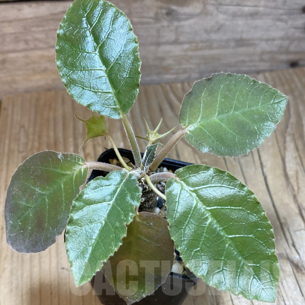 SH14800 Dorstenia crispa