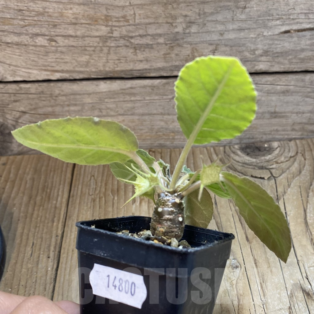 SH14800 Dorstenia crispa - Image 2