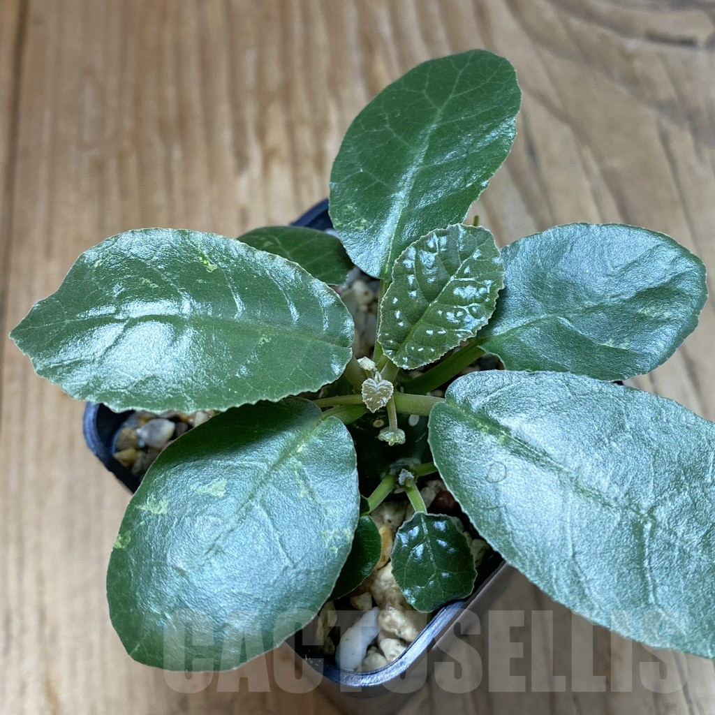 SH14801 Dorstenia foetida