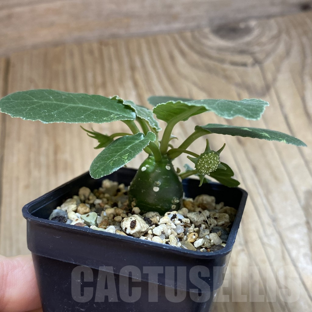SH14801 Dorstenia foetida - Image 2