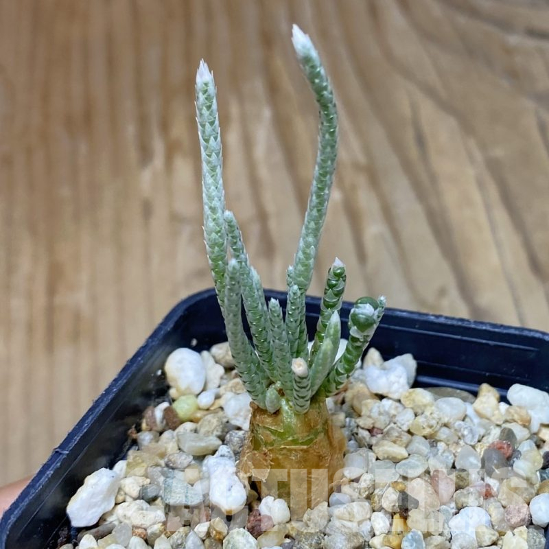 SH14803 Avonia quinaria, pink flower