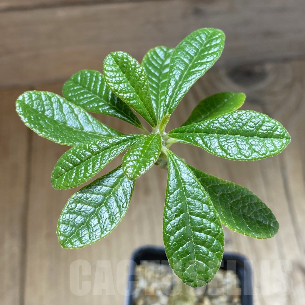 SH14804 Dorstenia gigas