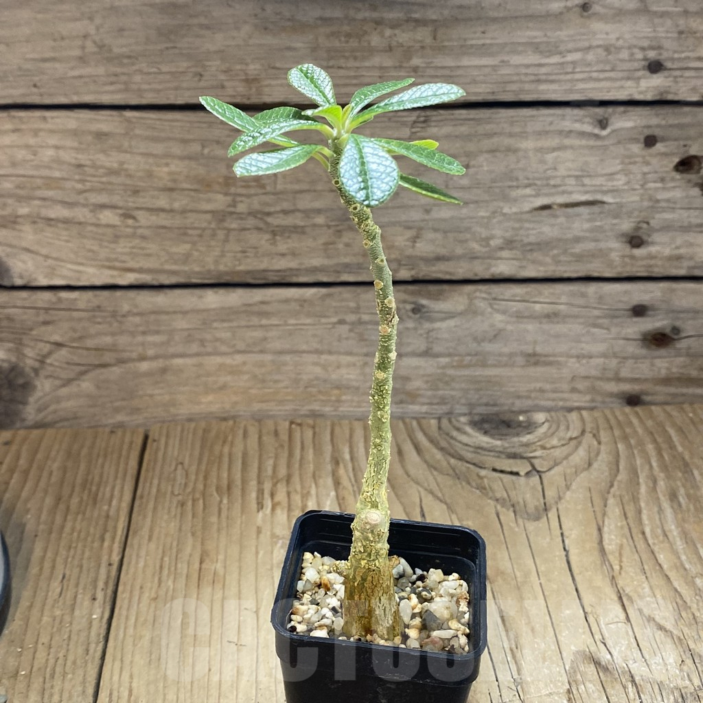 SH14804 Dorstenia gigas - Image 2