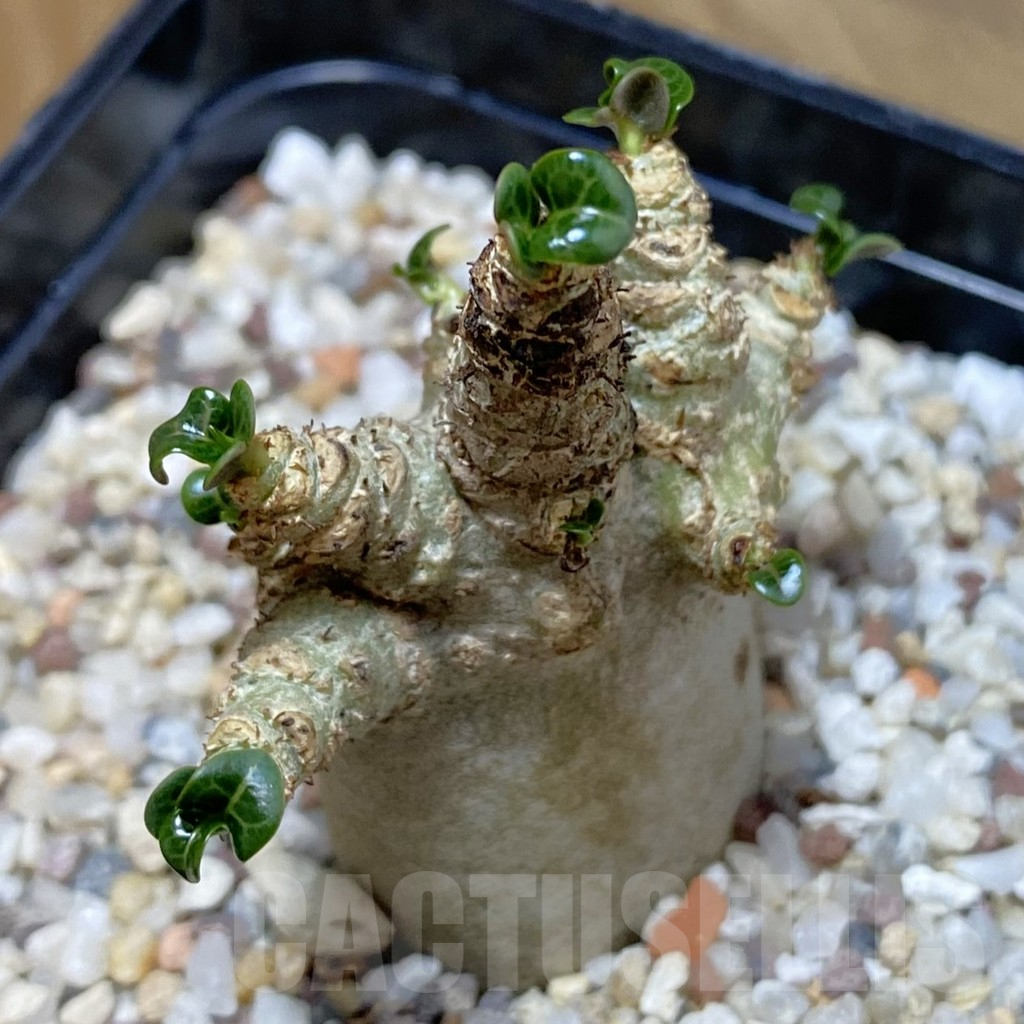 SH14807 Adenium arabicum DHA