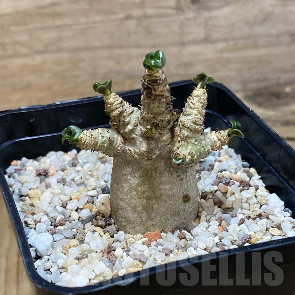 SH14807 Adenium arabicum DHA - Image 2