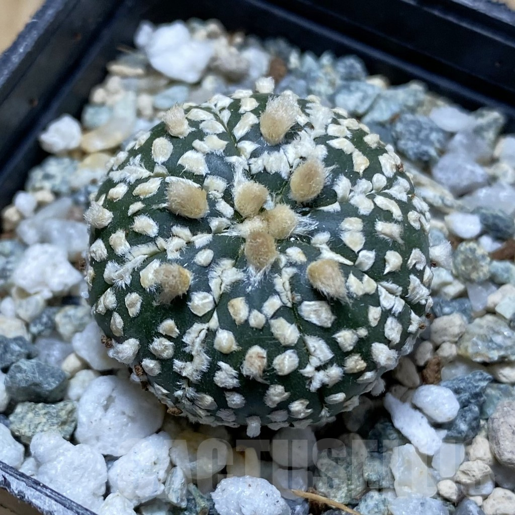 SH15015 Astrophytum asterias ‘Super Kabuto’ , seedling