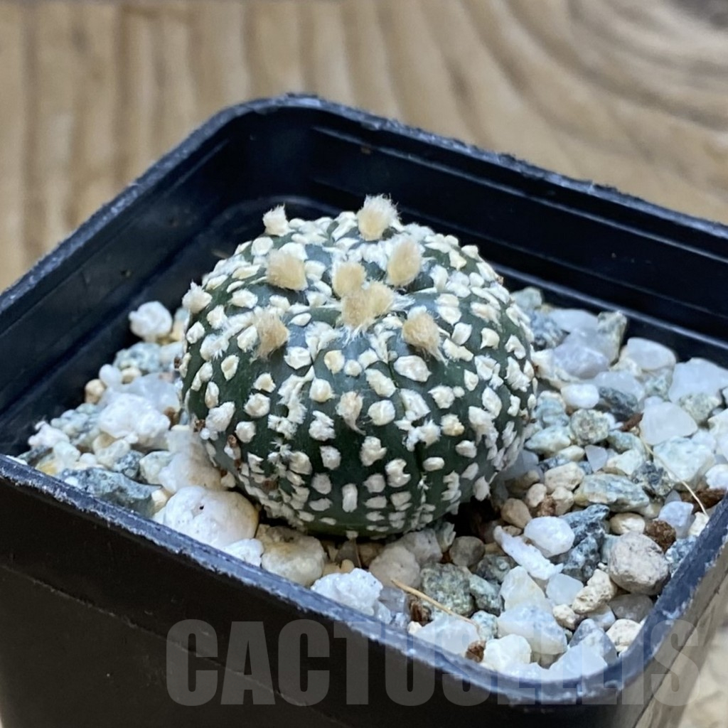 SH15015 Astrophytum asterias ‘Super Kabuto’ , seedling - Image 2