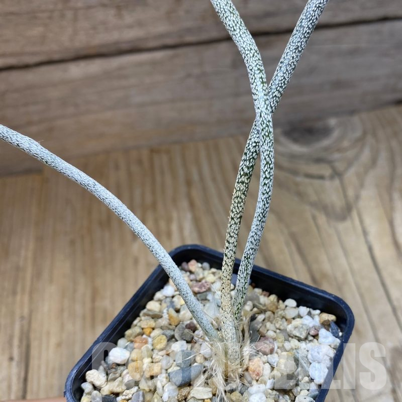 SH15019 Astrophytum caput-medusae, seedling