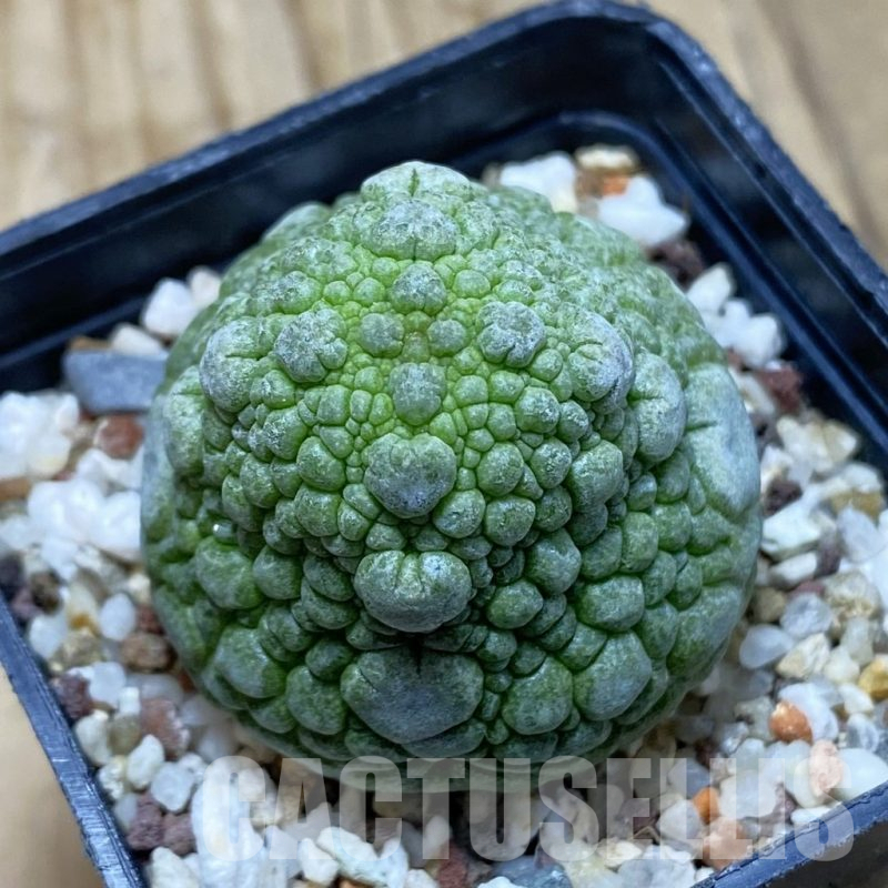 SH15024 Pseudolithos migiurtinus
