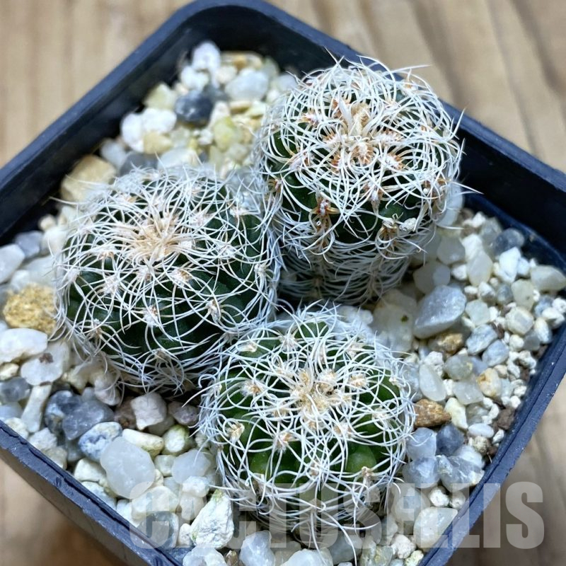 SH15026 Gymnocalycium carolinense ssp. ludwigii GN 1551/4690, 3 plants