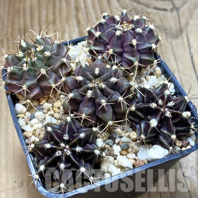 SH15027 Gymnocalycium mihanovichii 'Hibotan' hybrid mix